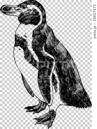 ペンギンイラストのイラスト素材